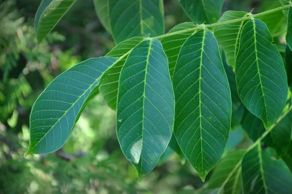 Feuille de noyer