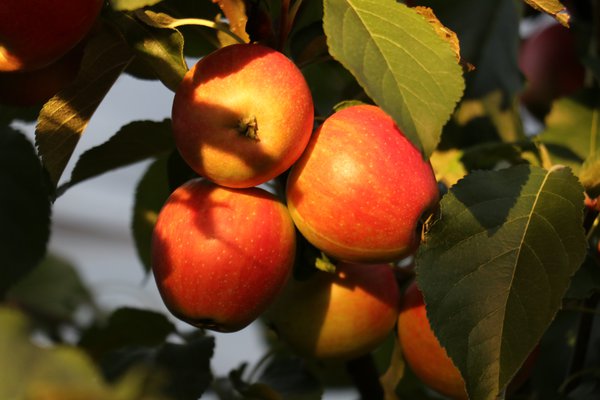 Quand les pommes sont-elles m&ucirc;res r&eacute;colte de pommes Lubera