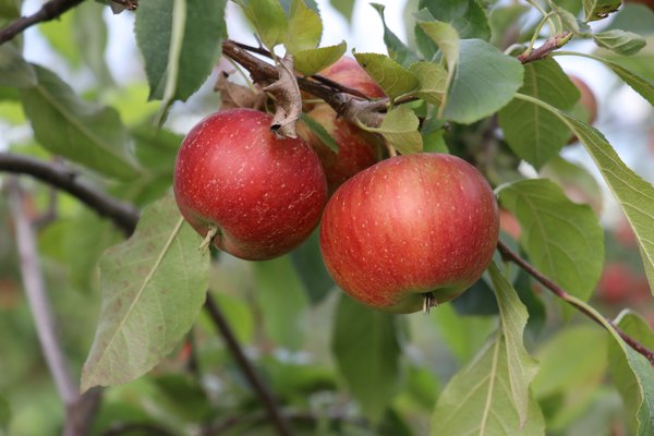 Quand les pommes sont-elles m&ucirc;res r&eacute;colte de pommes Lubera