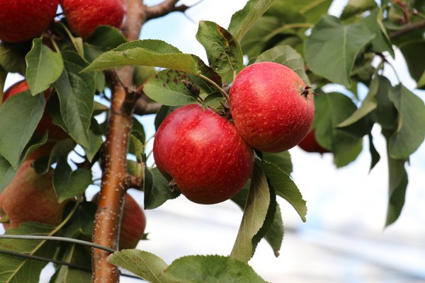 Quand les pommes sont-elles m&ucirc;res r&eacute;colte de pommes Lubera
