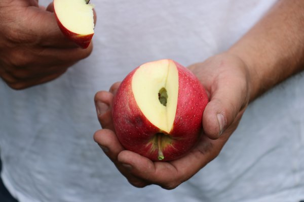 Quand les pommes sont-elles m&ucirc;res r&eacute;colte de pommes Lubera