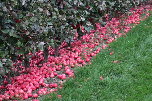 Quand les pommes sont-elles m&ucirc;res r&eacute;colte de pommes Lubera