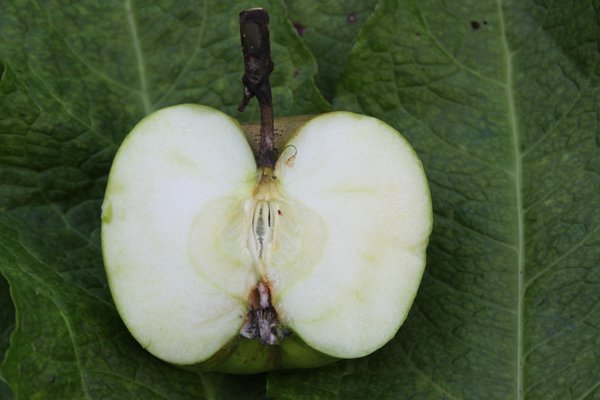 Quand les pommes sont-elles m&ucirc;res&nbsp;?