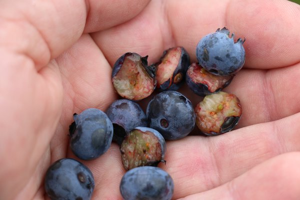 Myrtilles sant&eacute; Rubel Lubera
