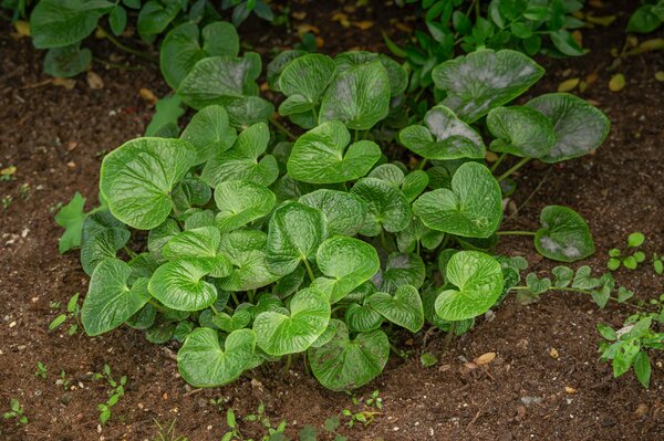 l&eacute;gumes d'ombre, wasabi, Lubera