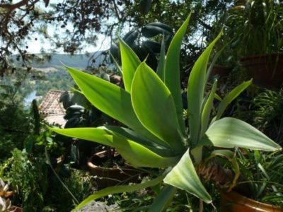 <i>Agave attenuata</i>