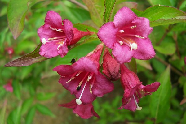Weigela, Arbustes &agrave; floraison automnale