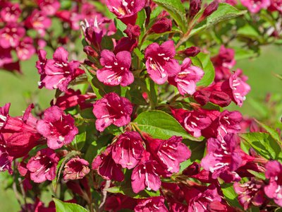 Weigelias, Weigelia, Weigelas