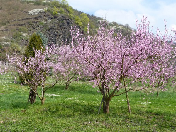 P&ecirc;cher de vigne