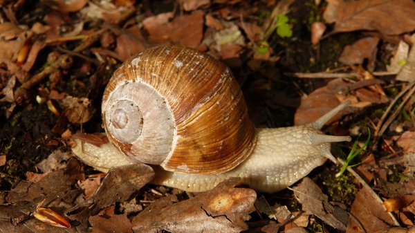 Hostas sans limaces, escargot de Bourgogne, Helix pomatia