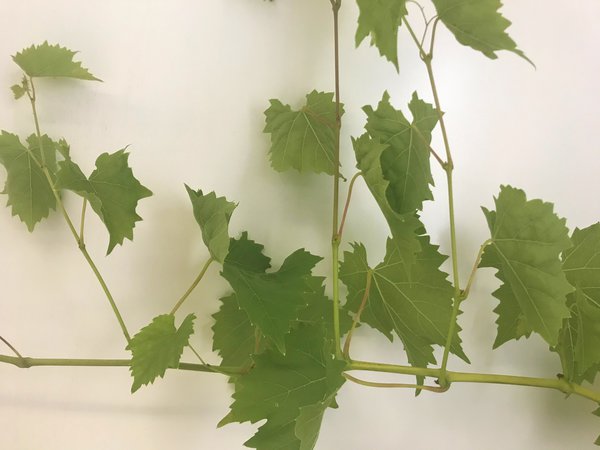 &Eacute;pamprer la vigne Lubera