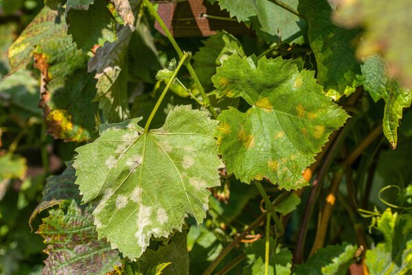 Vignes PIWI, vin, Vitis vinifera, mildiou, Plasmopara viticola