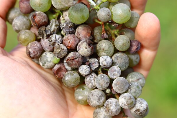 Vigne, vin, Vitis vinifera, o&iuml;dium, Erysiphe necator
