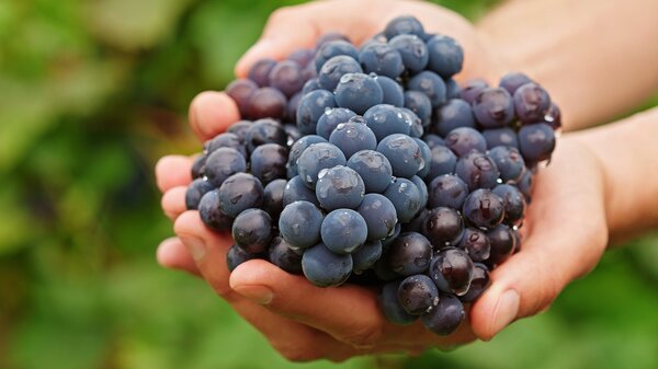 vignes
