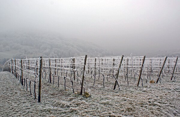 Vignes en hiver, protection des vignes contre le froid