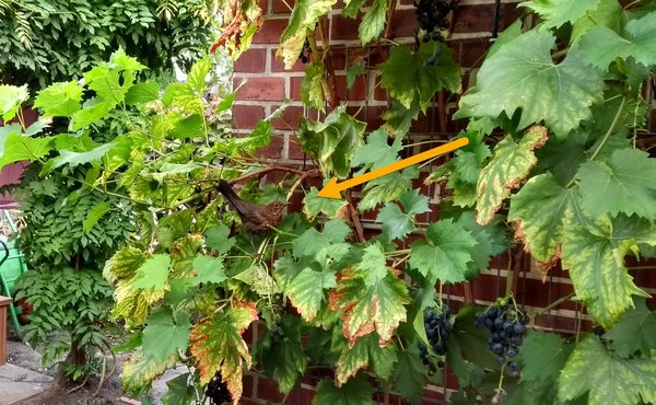 Planter des groseilliers blancs Oiseau &agrave; l'aff&ucirc;t sur la vigne