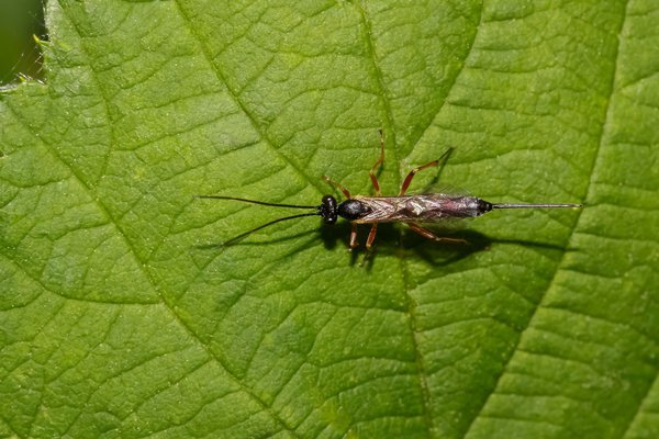 Gu�pe parasite