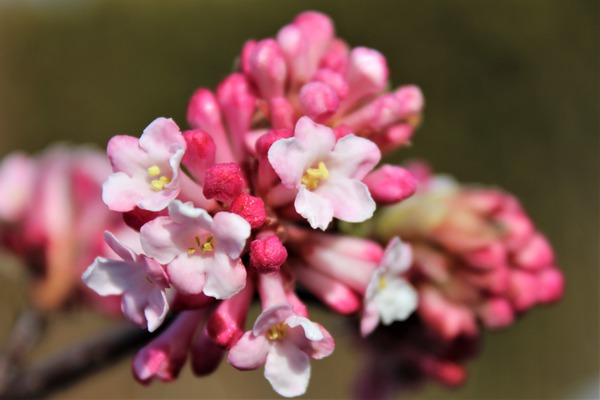 Viorne de Bodnant Viburnum &times; bodnantense 'Dawn' aux fleurs rose p&acirc;le en hiver