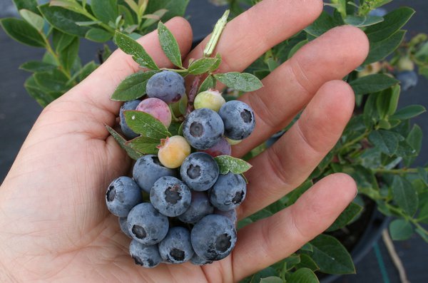 Congeler les myrtilles Myrtille Little Blue Wonder Lubera