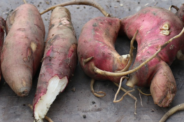Planter des tubercules de poire de terre
