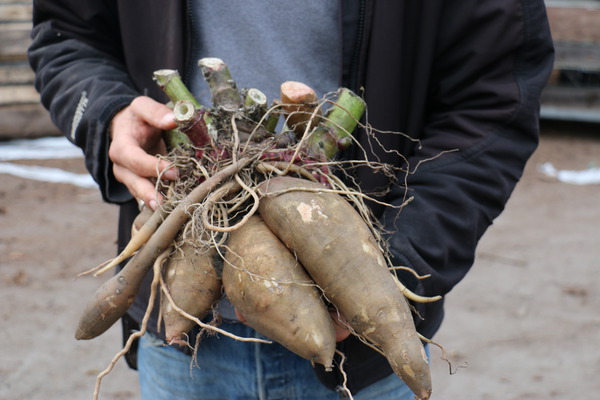 Tubercules fra&icirc;chement d&eacute;terr&eacute;s planter des poires de terre