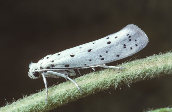 <i>Yponomeuta malinellus</i>, teigne du pommier, ravageurs du pommier
