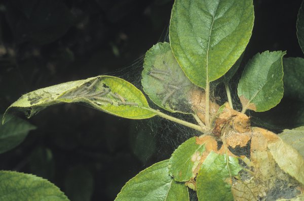 <i>Yponomeuta malinellus</i>, teigne du pommier, ravageurs du pommier