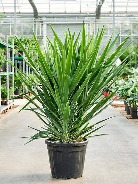 Yucca elephantipes (120-150), Tuff, im 40cm Topf, H�he 135cm, Breite 70cm