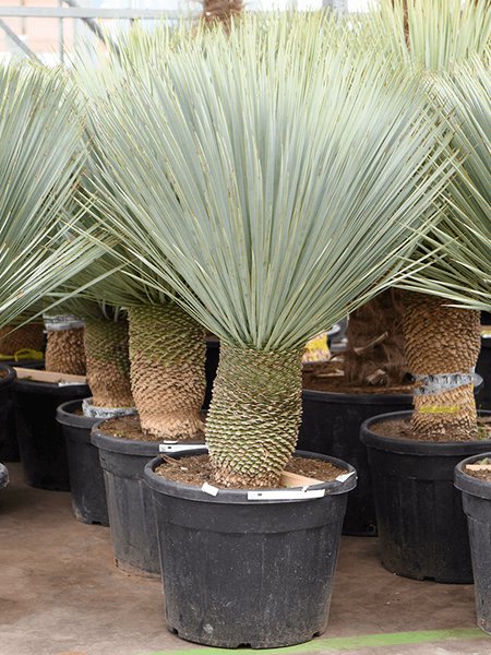 Yucca rostrata (150-160), Stamm 30-40, im 60cm Topf, H�he 155cm, Breite 120cm