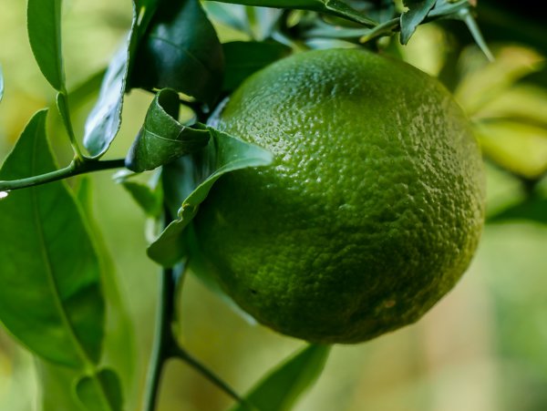 Arbre yuzu