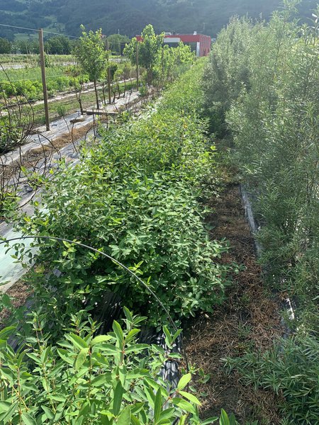 Baies de Mai, Erstbeere, Lonicera caerulea, Cam&eacute;risier, P&eacute;pini&egrave;res Lubera Buchs SG Suisse
