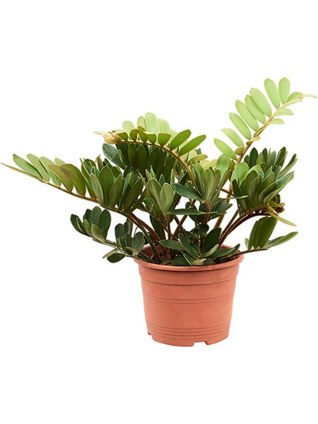 Zamia furfuracea (30-50), Busch, im 20cm Topf, H�he 40cm, Breite 35cm