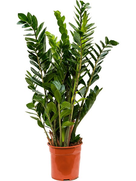 Zamioculcas zamiifolia, Tuff, im 24cm Topf, H�he 100cm, Breite 50cm