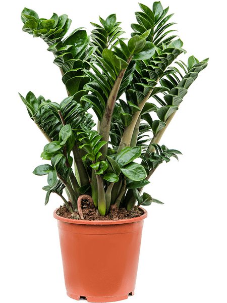Zamioculcas zamiifolia 'Zenzi', Tuff, im 21cm Topf, H�he 70cm, Breite 50cm