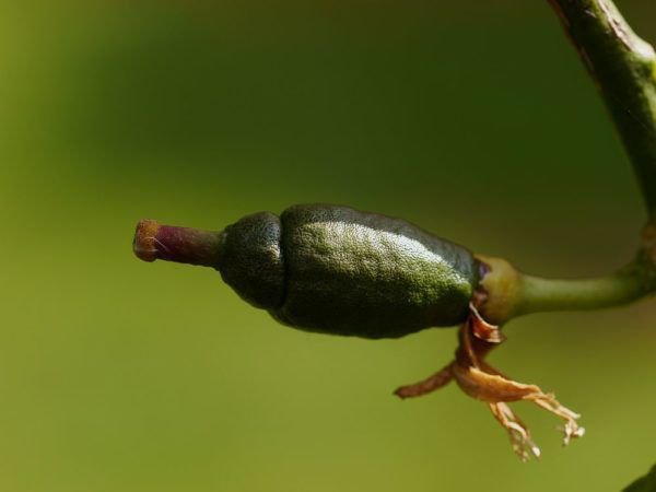 R&eacute;colte des citrons