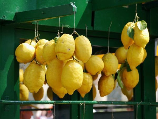 R&eacute;colte des citrons