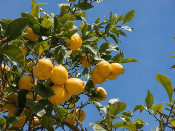 Le citronnier perd ses fruits