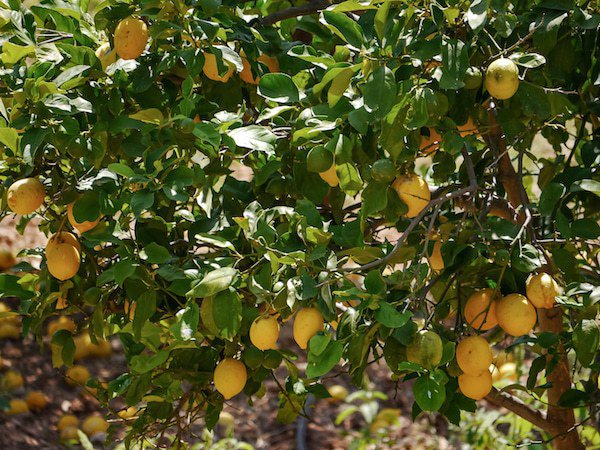 Un citronnier perd ses feuilles