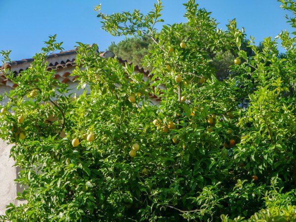R&eacute;colte des citrons