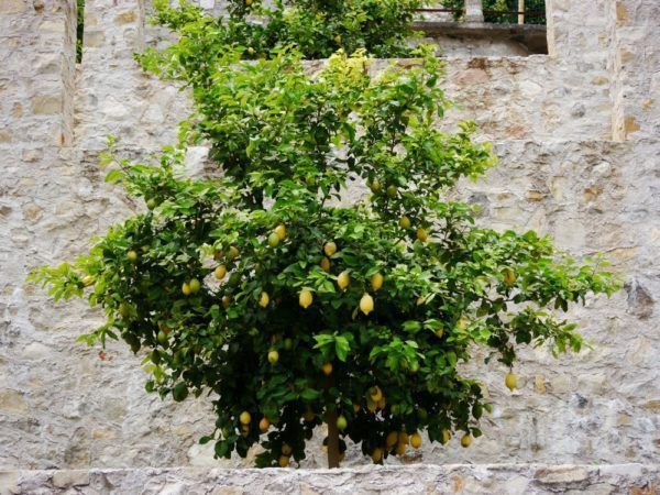 Arroser le citronnier