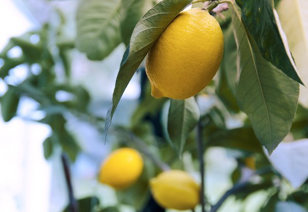 Reconna&icirc;tre les maladies du citronnier.