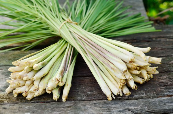 R�colte de citronnelle