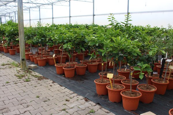 Agrumes en pot de 8,5 l, pr&eacute;sentation sous serre