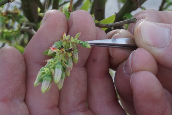 Croiser des myrtilliers