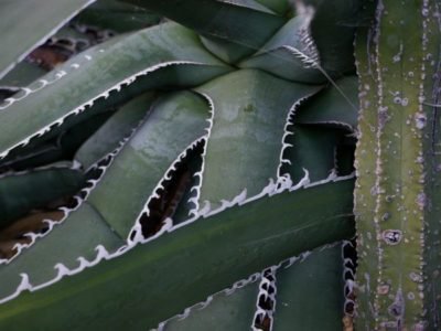 <i>Agave kerchoveii</i>