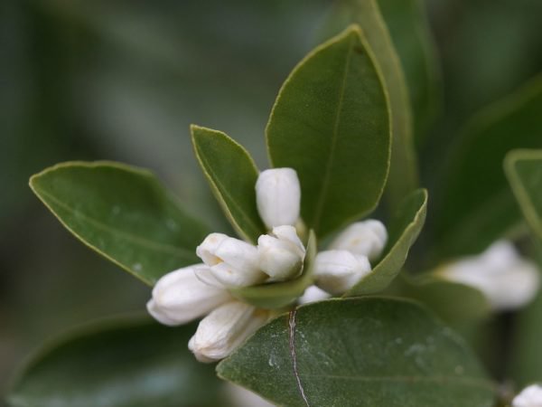 Planter le calamondin