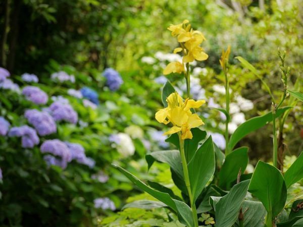 Planter des cannas