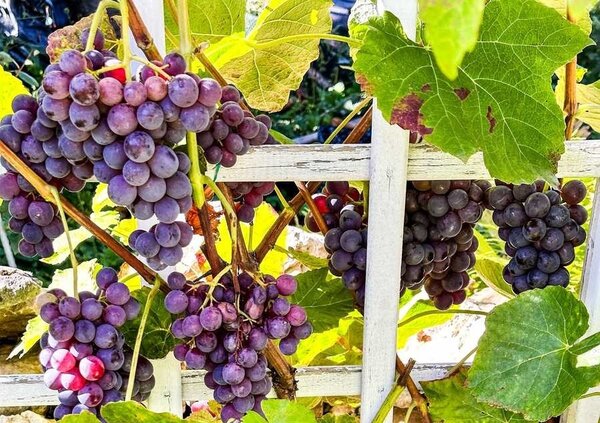 C&eacute;pages, vigne, vin, Vitis vinifera, Blue Dream