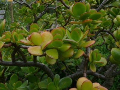 <i>Crassula ovata</i>