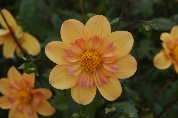 planter des dahlias